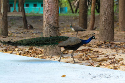 View of birds on tree trunk