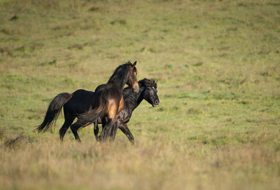 Side view of a horse on field