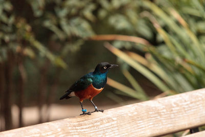 Close-up of bird perching on wood