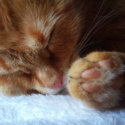 Close-up of ginger cat