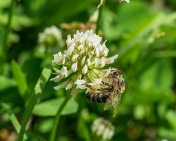 Close-up of bee pollinating on white clover flower