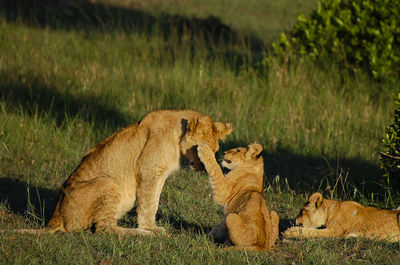 Lioness playing with cubs on grassy field