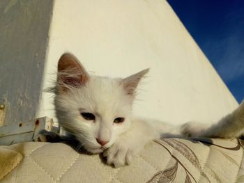 Close-up portrait of a cat