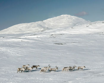 Scenic view of snow covered mountain and reindeer against sky