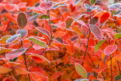 Beautiful red aronia leaves with a frosty edge. morning scenery in the garden. 