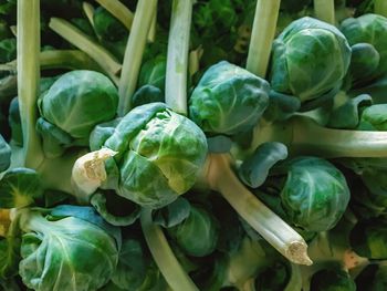 Close-up of vegetables