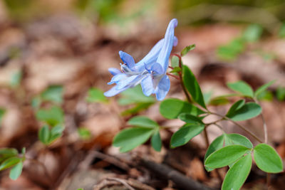 plant