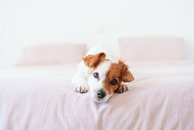 Close up of cute lovely small jack russell dog resting on bed during daytime. pets indoors at home