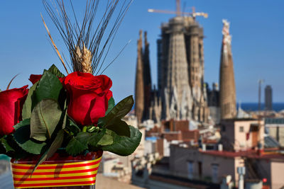 Close-up of red roses against building in city