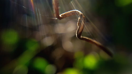 Close-up of insect on spider web