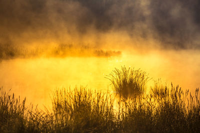 A beautiful spring sunrise mist over the flooded wetlands. warm spring scenery of swamp with grass.