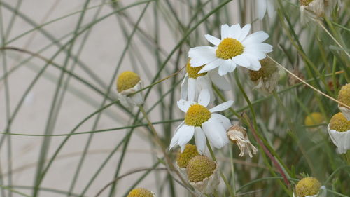 Close-up of white flowers blooming outdoors