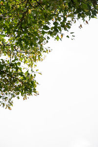 Low angle view of tree against clear sky