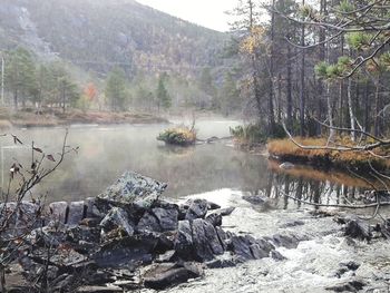 Scenic view of lake in forest