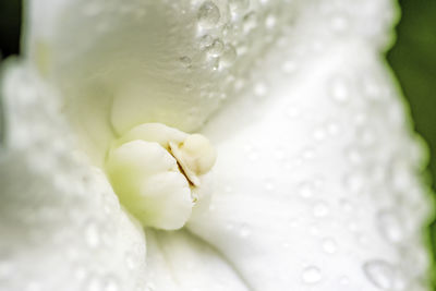 Close-up of wet white rose