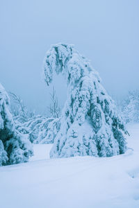 Snow-covered tree after heavy snowfall .