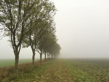 Trees on grassy field against sky during foggy weather