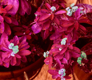 Close-up of pink flowering plant