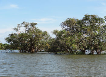 Scenic view of river amidst trees against sky