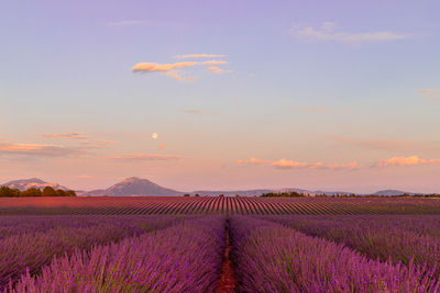 Scenic view of field against sky during sunset