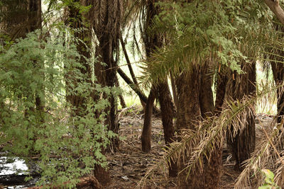 Trees growing in forest