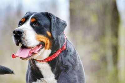 Close-up of dog looking away