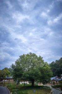 Trees against sky