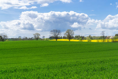 Scenic view of agricultural field against sky