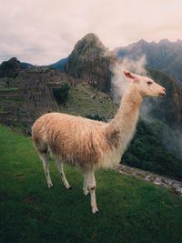 Side view of llama standing on mountain against cloudy sky
