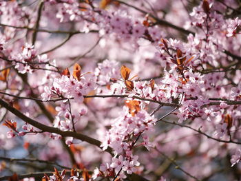 Close-up of pink cherry blossoms in spring