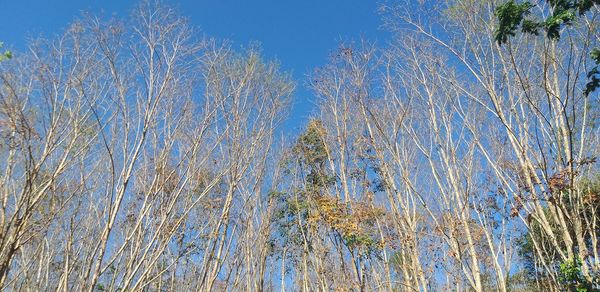 Low angle view of bare trees against blue sky