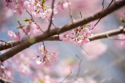 Close-up of pink cherry blossoms in spring