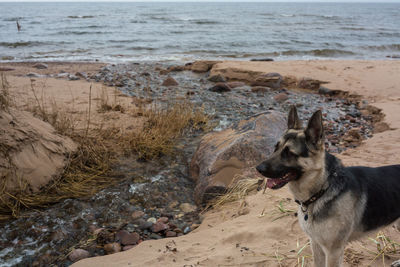 Dog on beach