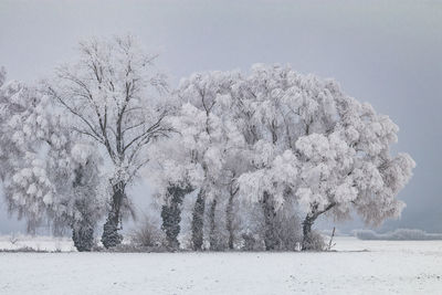 Picturesque winter landscape with trees covered with frost, ice and snow, germany