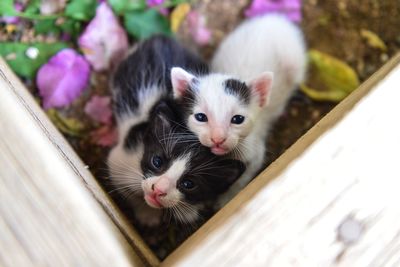 High angle portrait of kittens