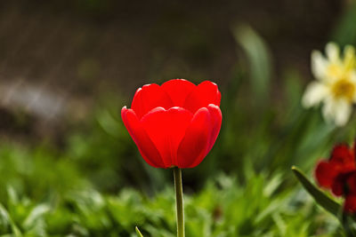 Close-up of red tulip on field