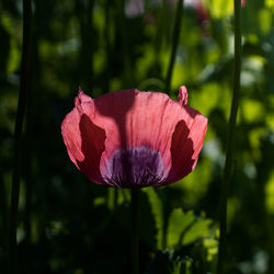 Close-up of red poppy flower