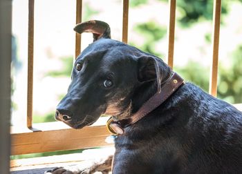 Close-up of black dog looking away