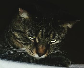 Close-up portrait of a cat