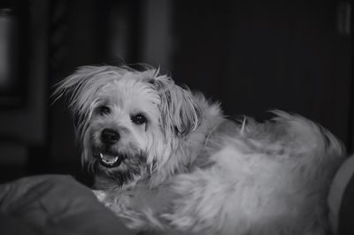 Close-up portrait of dog at home