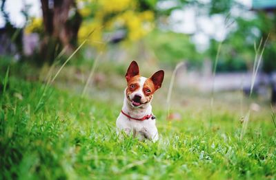 Portrait of a dog on field