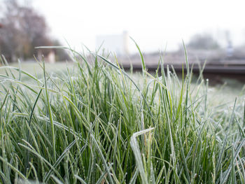 Close-up of grass on field against sky