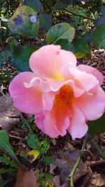 Close-up of pink rose flower