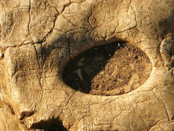 Close-up of leaf