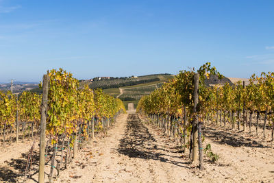 Panoramic view of vineyard against sky