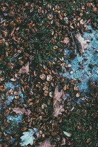 High angle view of maple leaves fallen in forest