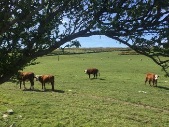 Horses grazing in a field