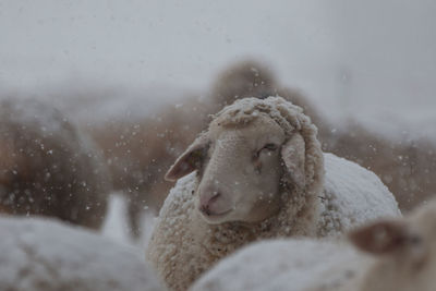 Flock of sheep in winter