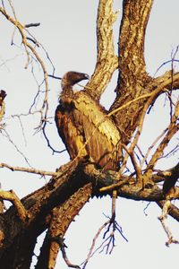 Low angle view of eagle perching on tree against sky