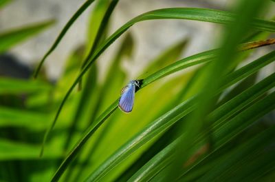 Close-up of dew on grass